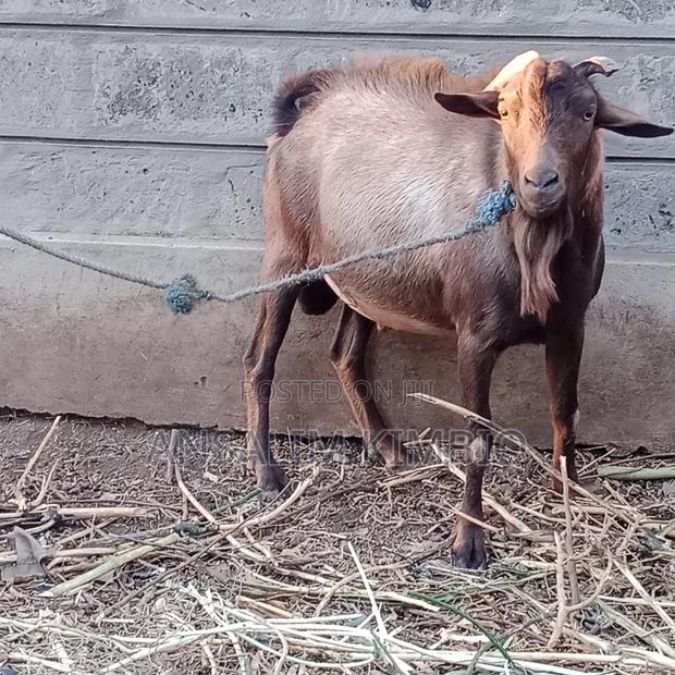 Male Alpine Goat