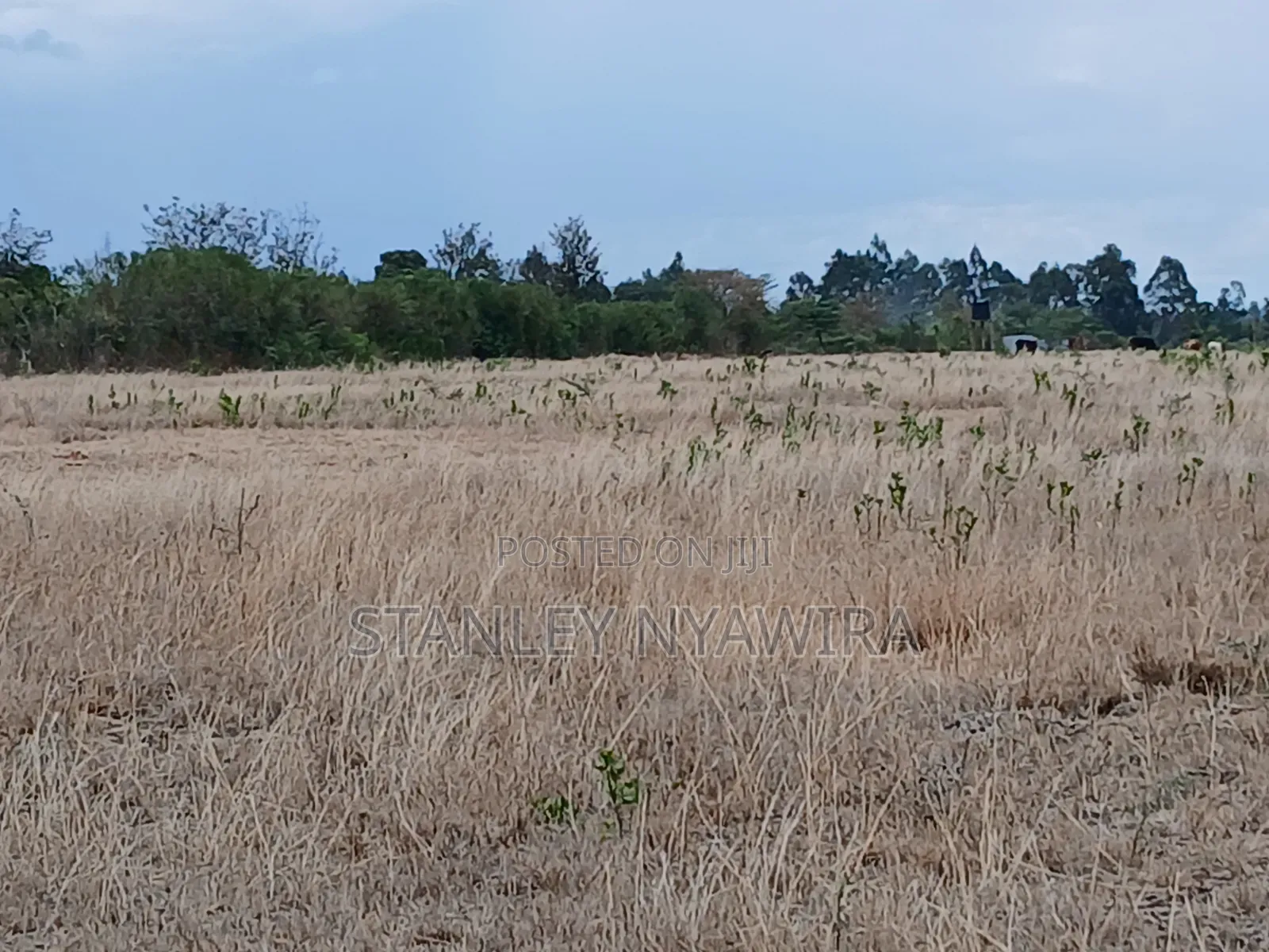 7 Acreas Nanyuki Matanya