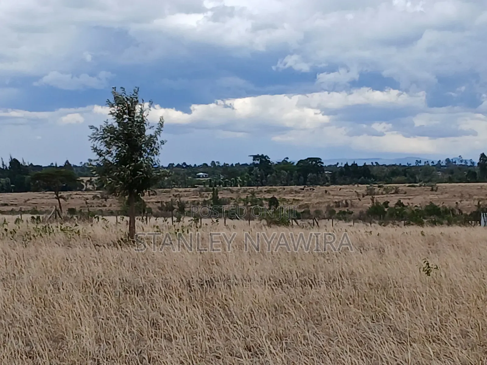 7 Acreas Nanyuki Matanya