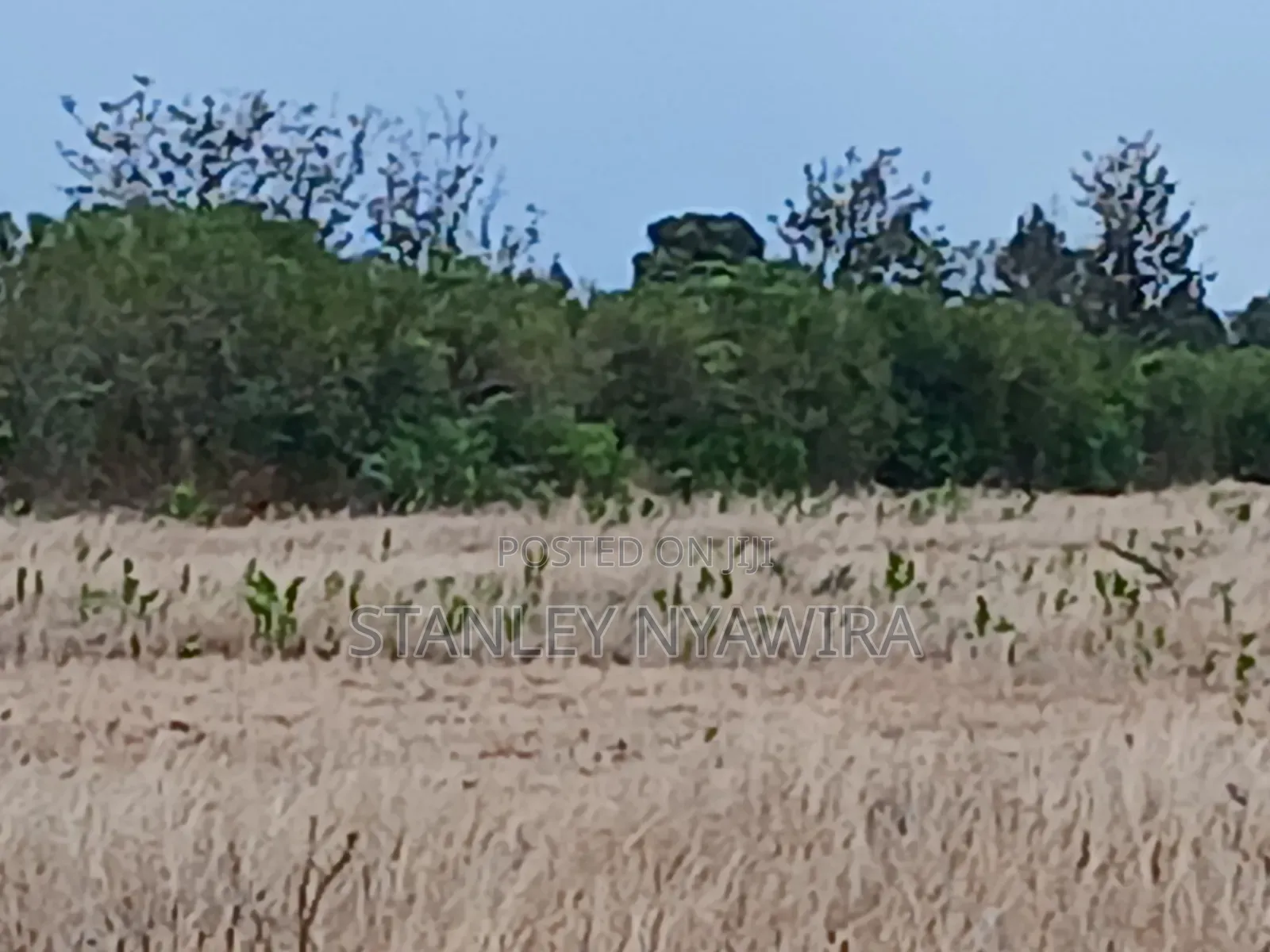 7 Acreas Nanyuki Matanya