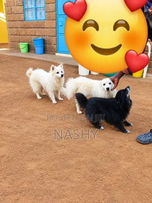 6-12 months Male Mixed Breed Japanese Spitz