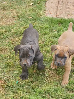 1-3 months Male Purebred Boerboel