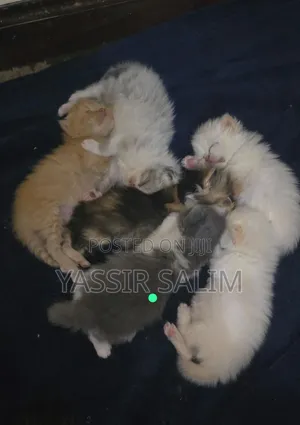 1-3 months Male Purebred Persian