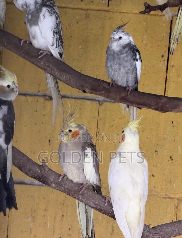 Cockatiels Birds