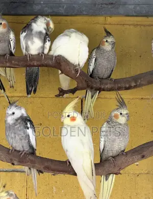 Cockatiels Friendly