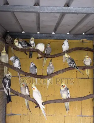Breeding Pairs