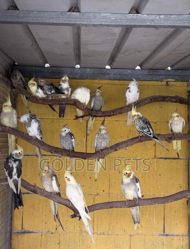 Breeding Pairs - main view