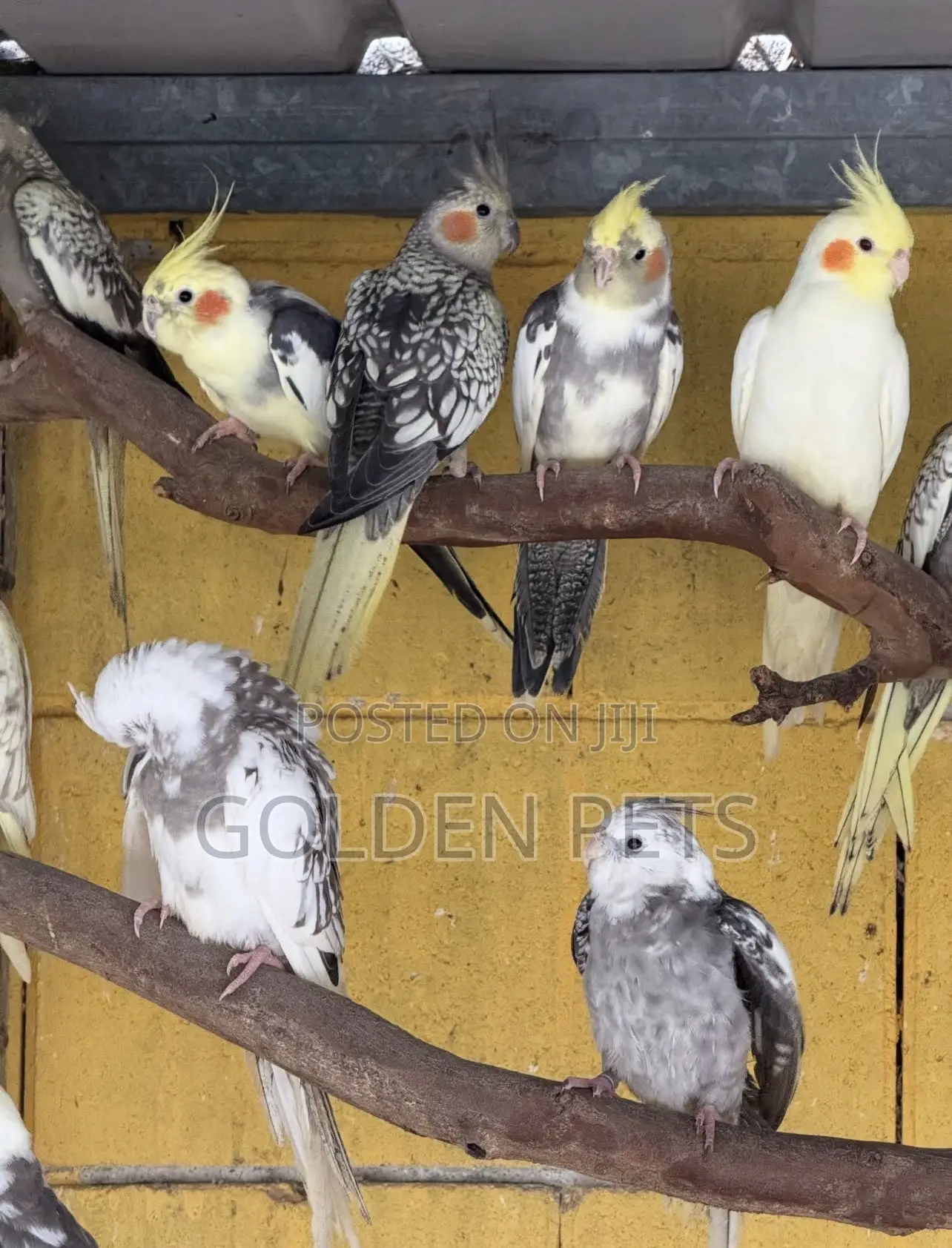 Cockatiels Breeding Pairs