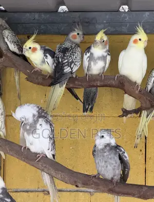Cockatiels Breeding Pairs