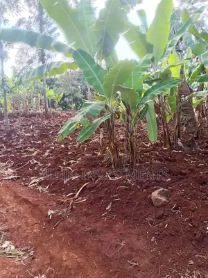 Quarter an Acre on Sale AT SABASABA -Kamahuha-Igikiro