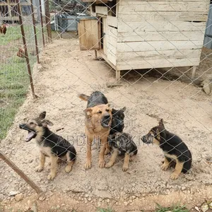 3-6 months Female Purebred German Shepherd