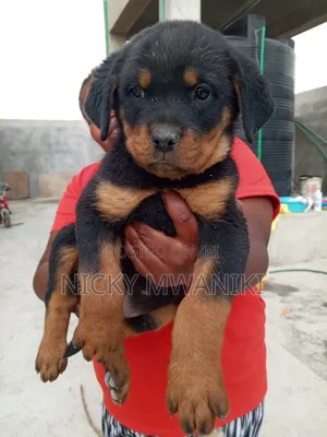 1-3 months Male Purebred Rottweiler