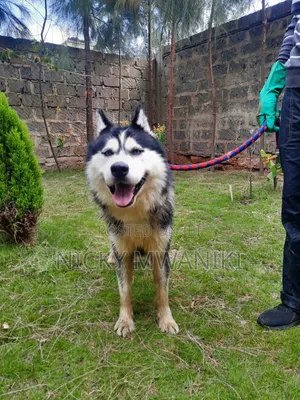 1+ year Male Purebred Siberian Husky