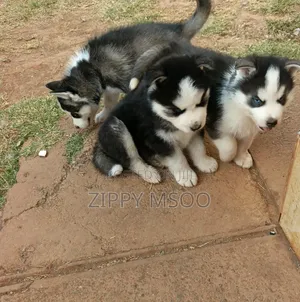 3-6 months Male Purebred Siberian Husky