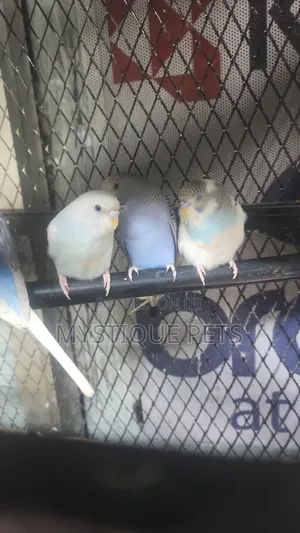 Blue White Budgise