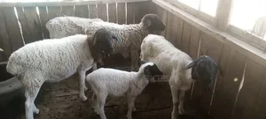 Healthy Sheep for Sale