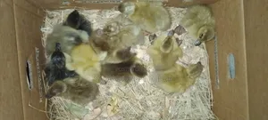 Newly Hatched Ducklings (Such as Khaki Campbell, Swedish, Pekin, Rouen