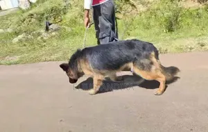 Dog Training