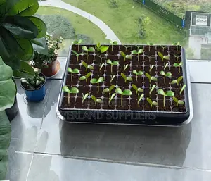 Seedling Trays for Transplant Preparation