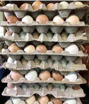 Eggs and Kienyenji Joggos