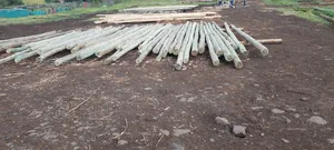 Treated Electricity Poles and Fencing Posts