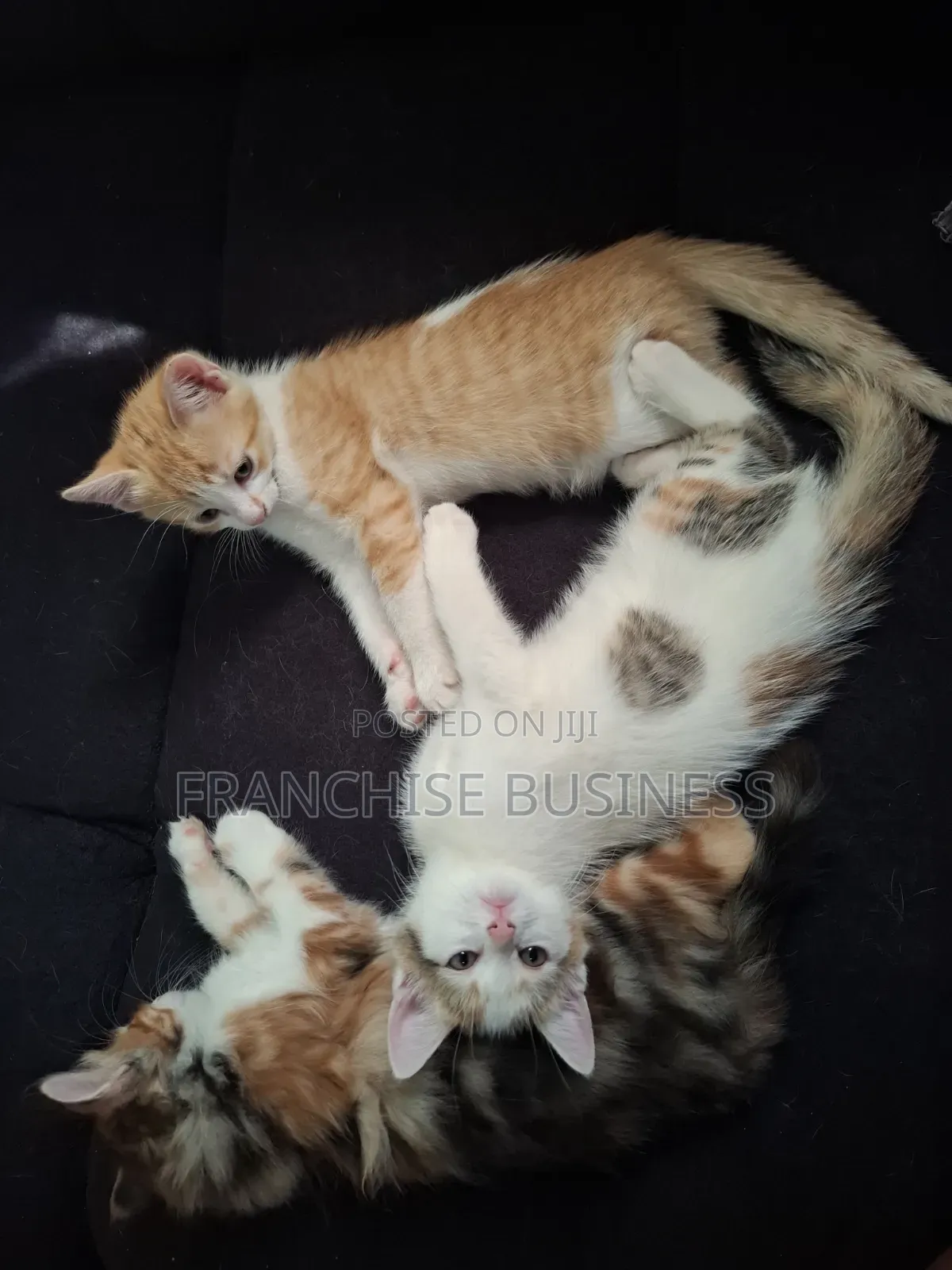 1-3 months Female Mixed Breed Cat