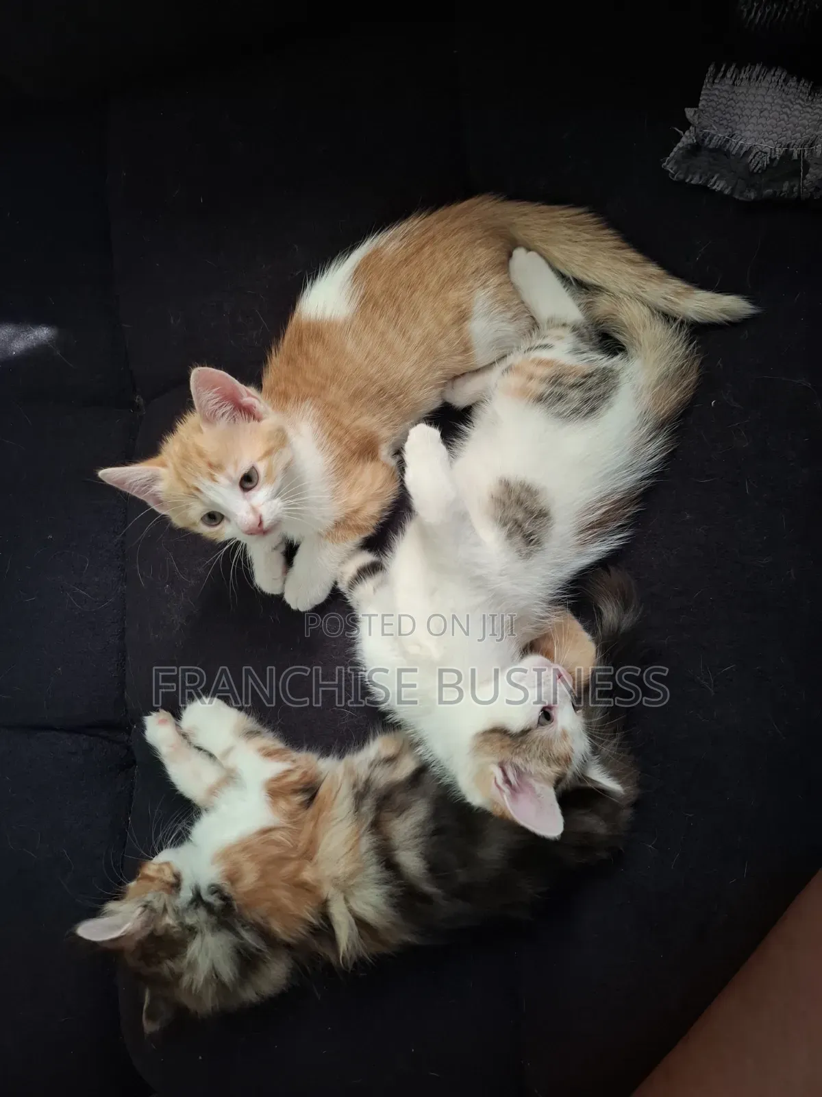 1-3 months Female Mixed Breed Cat