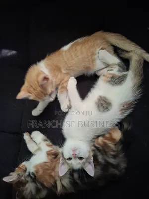 1-3 months Female Mixed Breed Cat