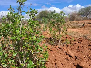 Embu County Mariari 10 Acres Near a River