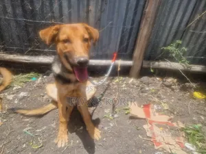 6-12 months Male Mixed Breed German Shepherd