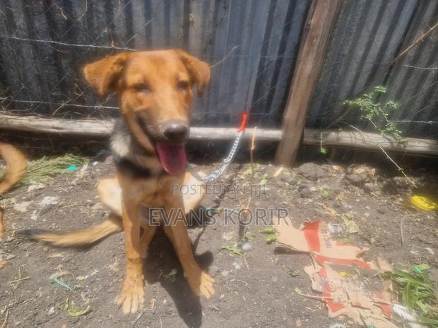 6-12 months Male Mixed Breed German Shepherd