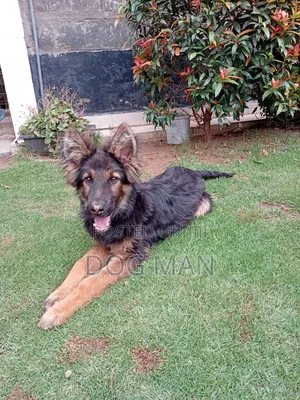 3-6 months Male Purebred German Shepherd