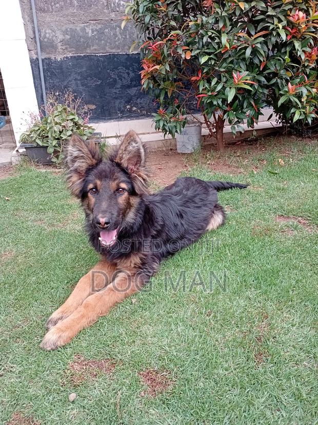 3-6 months Male Purebred German Shepherd