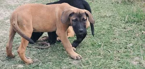 1-3 months Male Purebred Boerboel