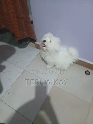 3-6 months Male Purebred Maltese