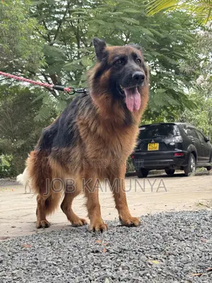 1+ year Female Purebred German Shepherd
