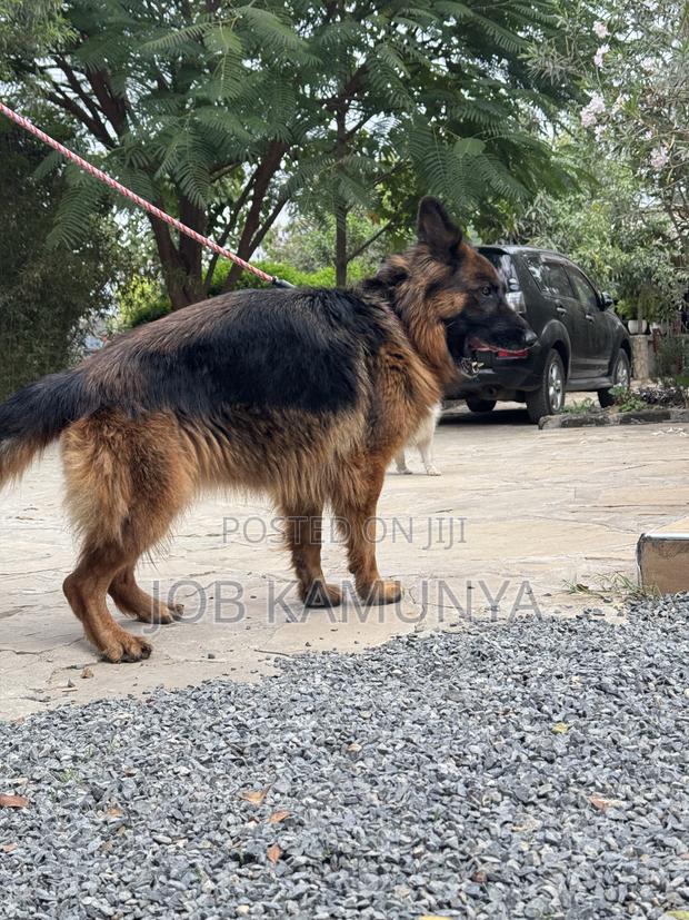 1+ year Female Purebred German Shepherd - thumbnail 2