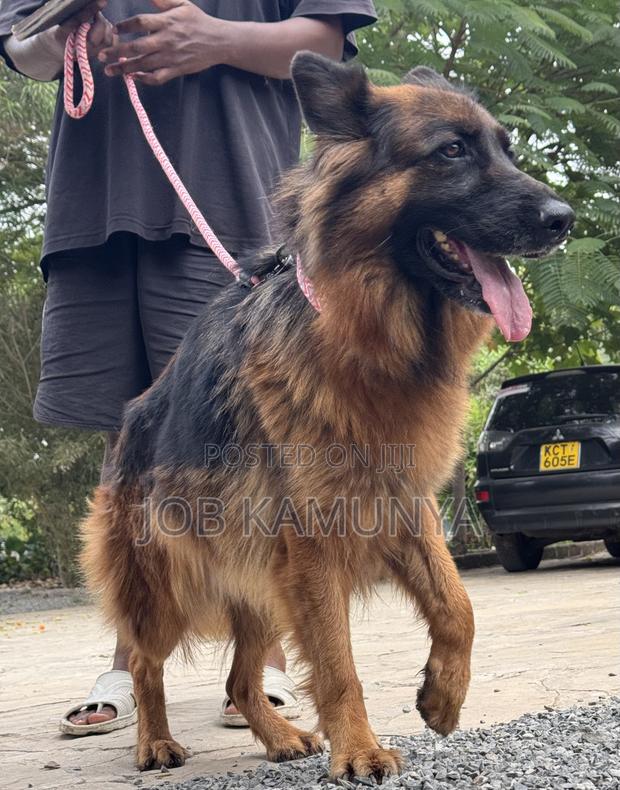 1+ year Female Purebred German Shepherd - thumbnail 4