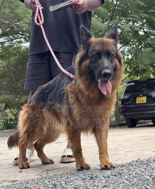 1+ year Female Purebred German Shepherd - thumbnail 3