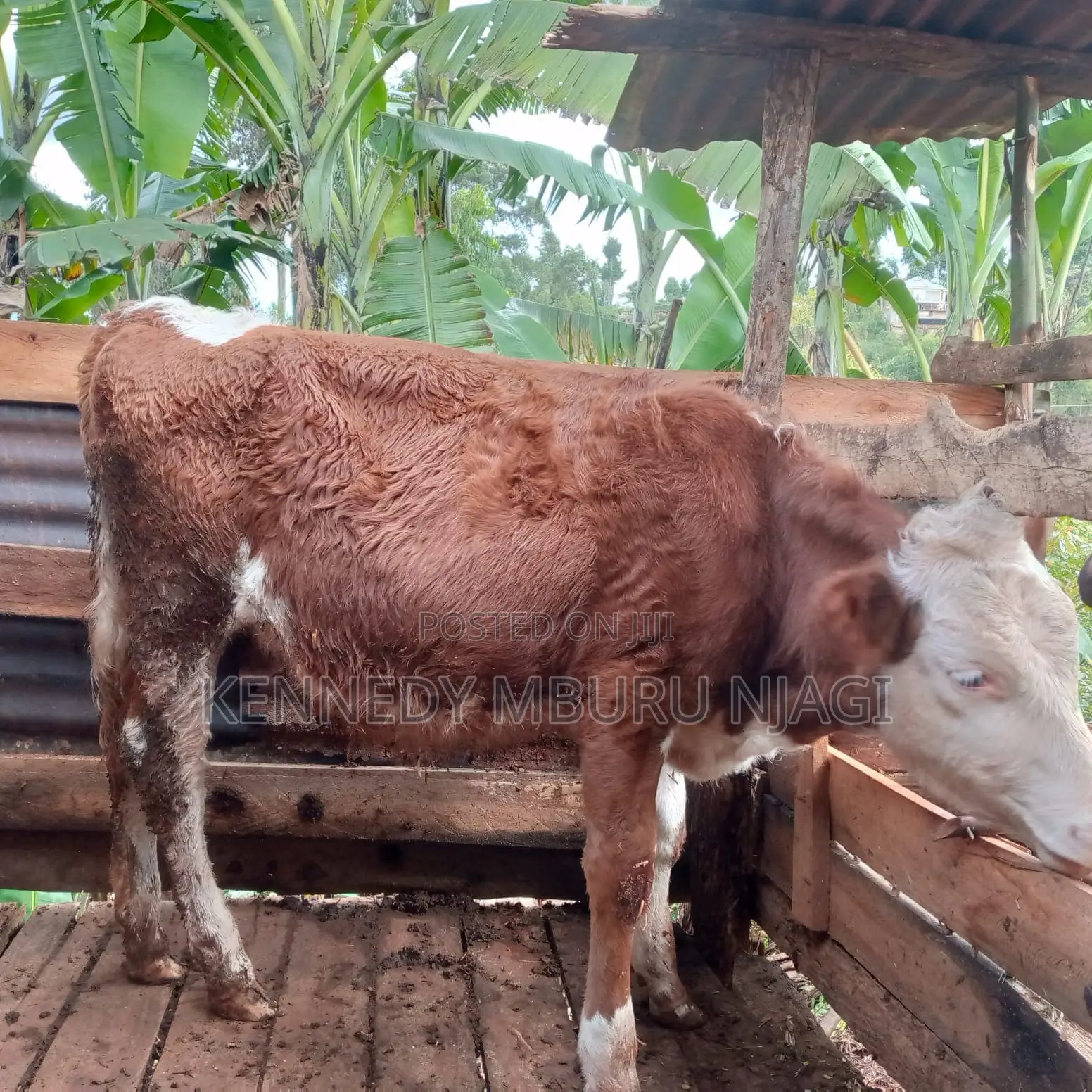 Fleckvieh Heifer