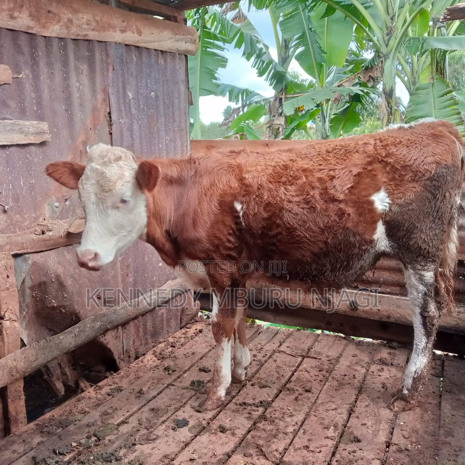 Fleckvieh Heifer