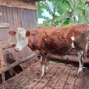 Fleckvieh Heifer
