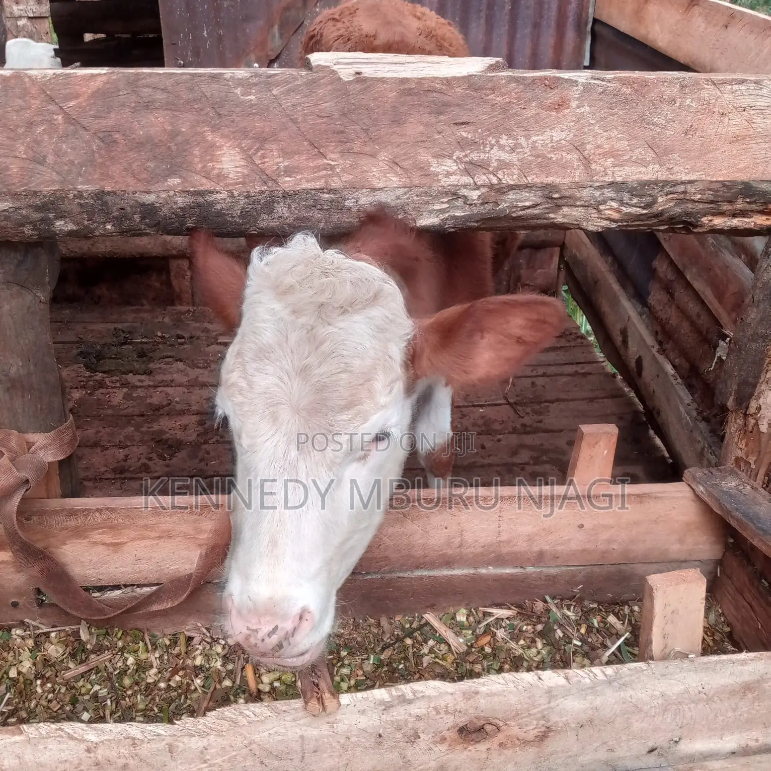 Fleckvieh Heifer