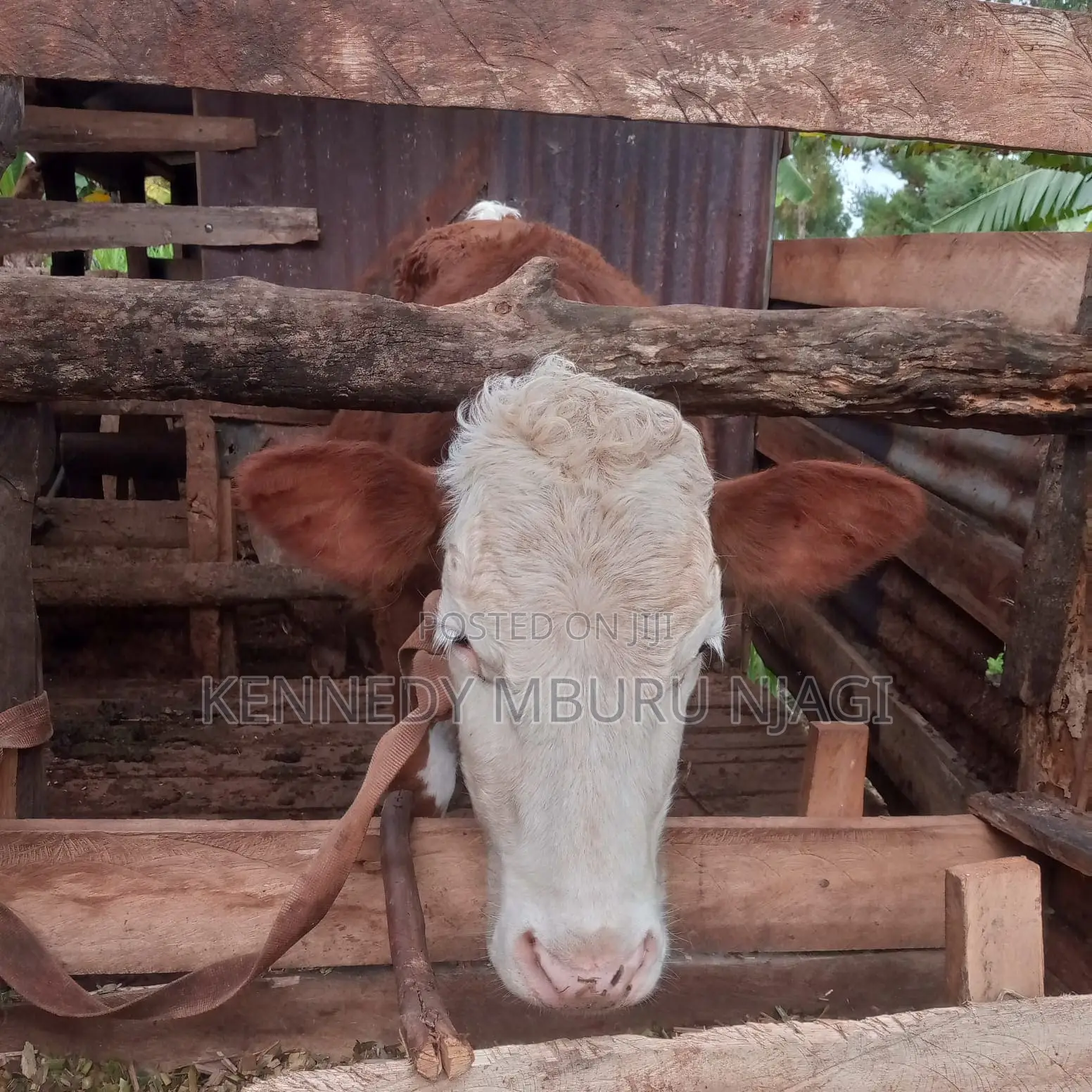 Fleckvieh Heifer