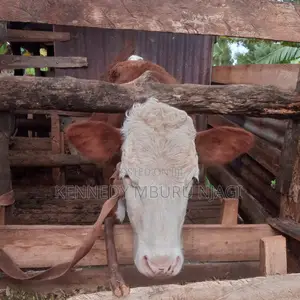 Fleckvieh Heifer