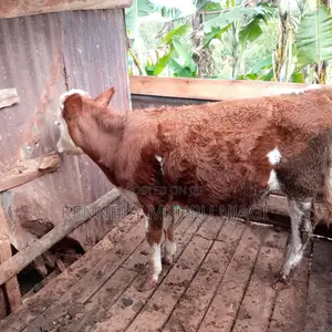 Fleckvieh Heifer
