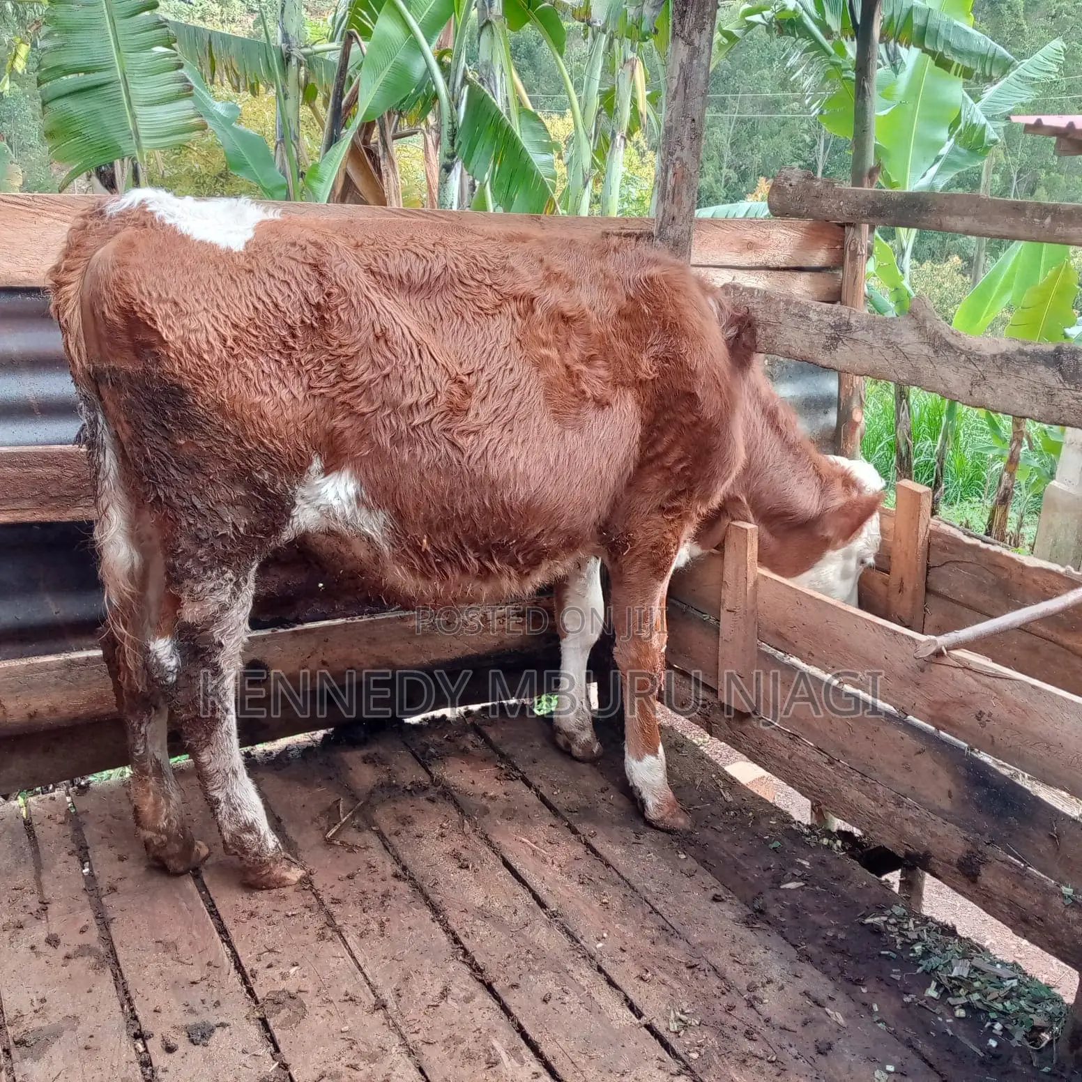 Fleckvieh Heifer