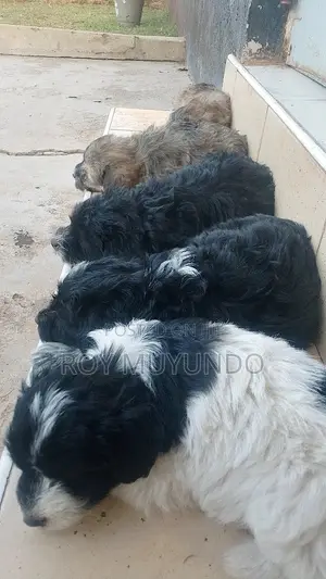 1-3 months Male Mixed Breed Australian Terrier