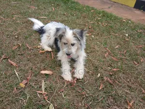 6-12 months Male Mixed Breed Jack Russell Terrier