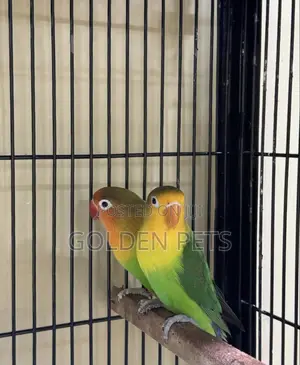 Lovebirds Pairs